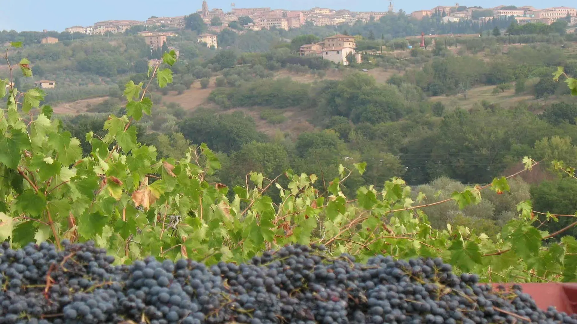 Agriturismo La Torretta Costalpino 팜스테이